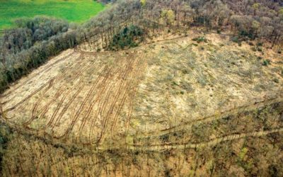 Villapourçon : Coupe rase et saccage d’une ancienne voie romaine au lieu-dit Le Foudon