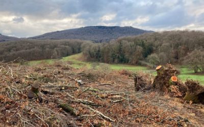 🚨 Nouvelle coupe rase de feuillus au pied d’un site classé /grand site de France