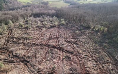 🚨 Nouvelle coupe rase de feuillus à Larochemillay, en zone Natura 2000, dans le périmètre du Grand site de France Bibracte -Morvan des Sommets.
