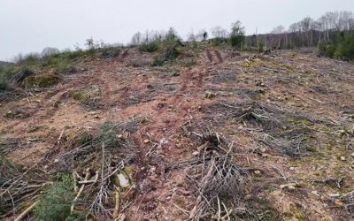 Coupes rases dans le Haut Morvan : L’EXASPERATION !
