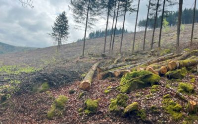 Nouvelle coupe rase au bois des Garennes près d’Autun
