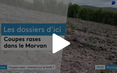 [Reportage ICI Bourgogne]  Coupes rases : menace sur la forêt ?